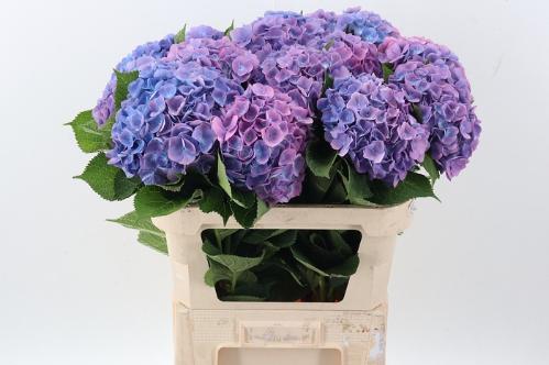 Hydrangea macrophylla 'Bodensee' (blauw)