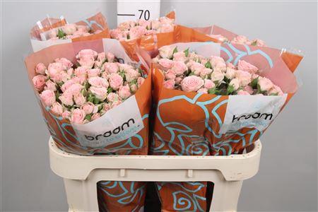 Rosa tros Lydia