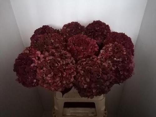 Hydrangea macrophylla Magical Rubyred (classic)