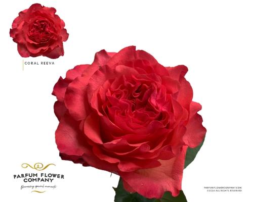 Rosa grootbloemig Coral Reeva