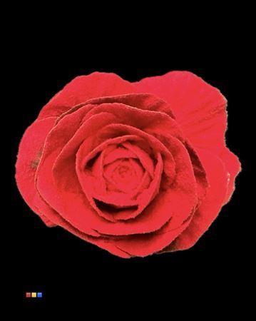 Brassica oleracea kleurbehandeld H%