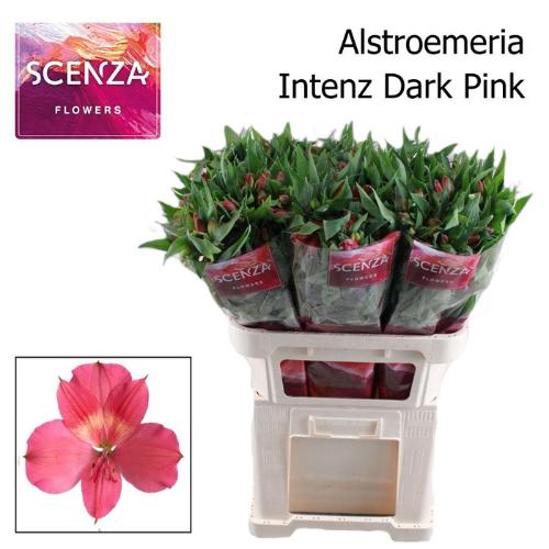 Alstroemeria Intenz Dark Pink