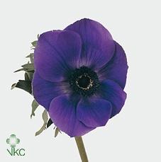 Anemone coronaria 'Galil Blauw'
