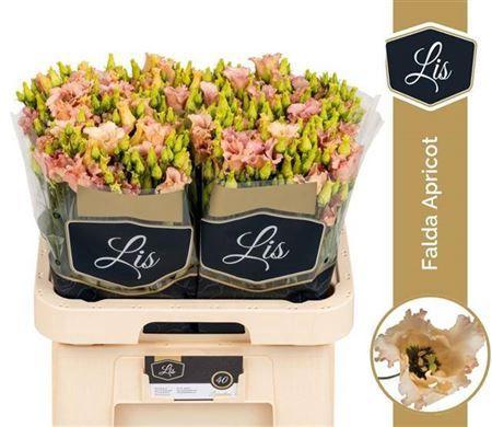 Eustoma russellianum enkelbloemig 'Falda Apricot'