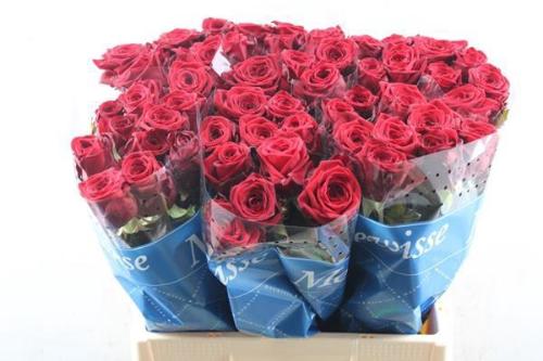 Rosa grootbloemig Red Naomi!