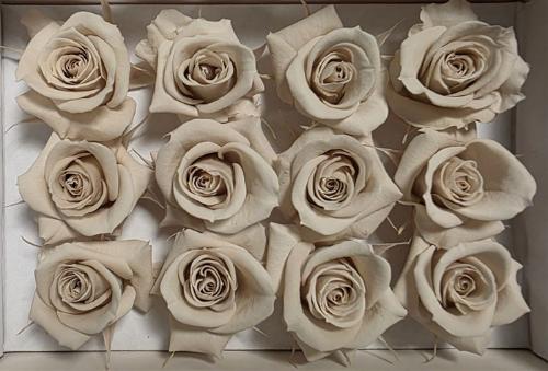 Rosa grootbloemig kleurbehandeld H%