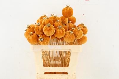 Huis en tuindecoratie overig H%