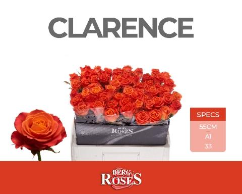 Rosa grootbloemig Clarence+