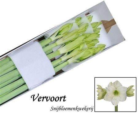 Hippeastrum Galaxy Grp 'Christmas Gift'