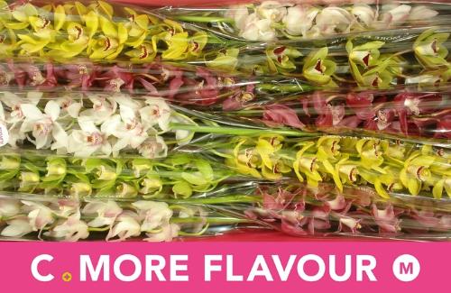 Cymbidium mini per tak gemengd