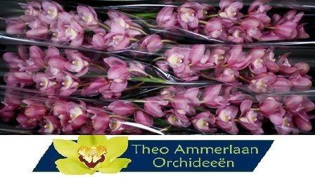 Cymbidium grootbloemig Marita