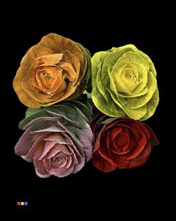 Brassica oleracea kleurbehandeld H%