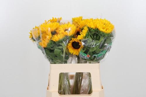 Helianthus annuus 'Orange Fire'