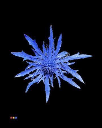 Eryngium alpinum kleurbehandeld H%