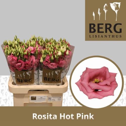 Eustoma russellianum gevuldbloemig 'Rosita Hot Pink'