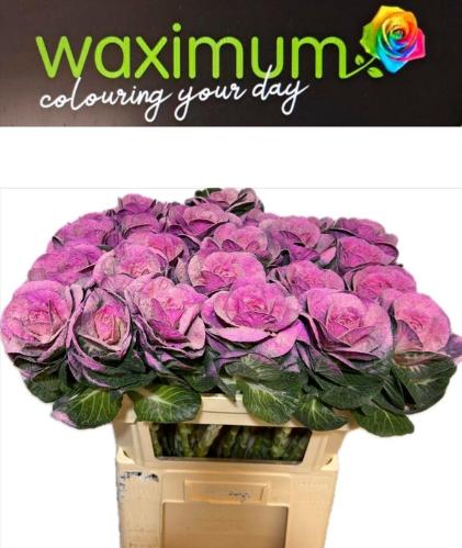 Brassica oleracea kleurbehandeld H%