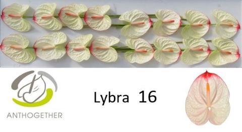 Anthurium (Andreanum Grp) Lybra