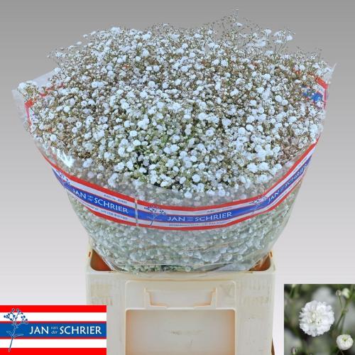 Gypsophila paniculata Xlence