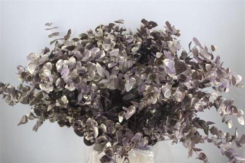 Eucalyptus cinerea kleurbehandeld per bos H%