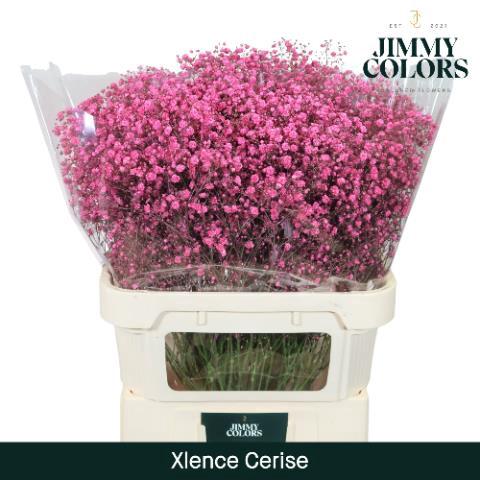 Gypsophila overig kleurbehandeld H%