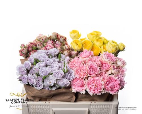 Rosa tros overig