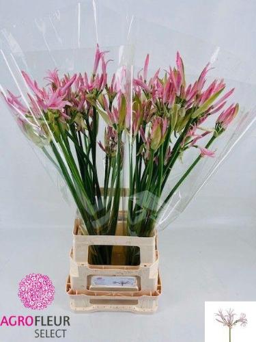 Nerine Bowdenii Grp 'Vesta K'
