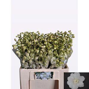 Delphinium Elatum Grp dubbelbloemig 'Centurion White'