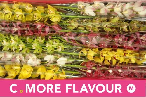 Cymbidium mini per tak gemengd