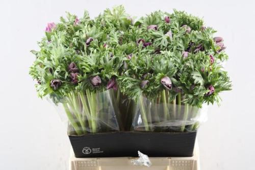 Anemone coronaria Marianne Orchid