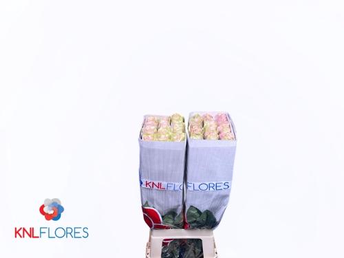 Rosa grootbloemig Frutteto