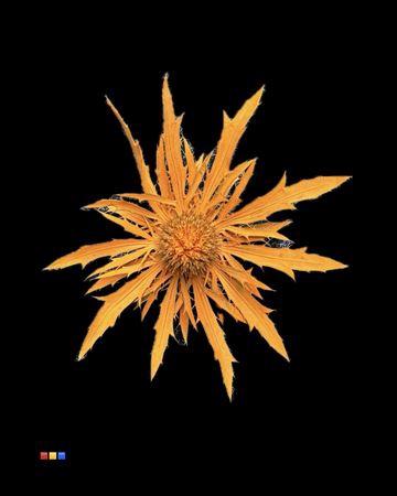 Eryngium alpinum kleurbehandeld H%