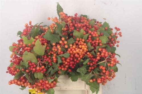 Viburnum per tak opulus 'Compactum'