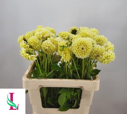 Dahlia (Decorative Grp) 'Banana Baby'