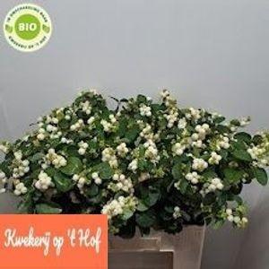Symphoricarpos Magical White Dream
