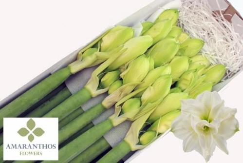 Hippeastrum (Double Galaxy Grp) 'White Symphony'