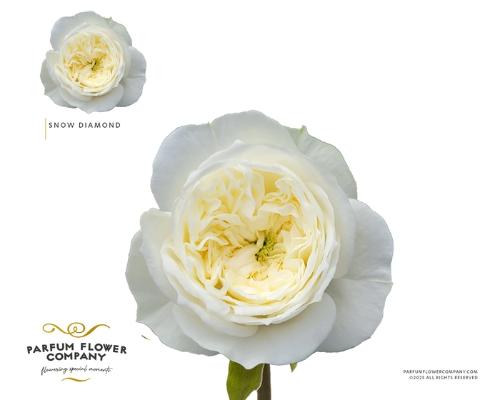 Rosa grootbloemig Snow Diamond