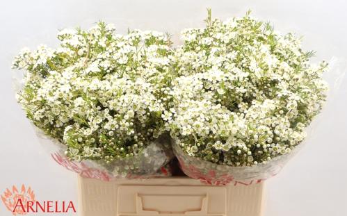 Chamelaucium uncinatum 'Ofir'