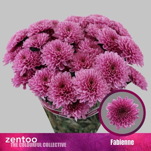 Chrysanthemum (Indicum Grp) tros Fabiënne