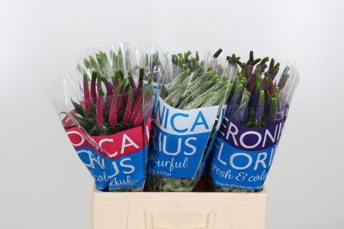 Veronica Smart Gemengd