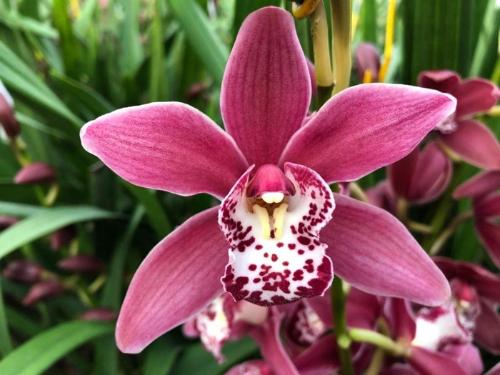 Cymbidium mini per tak Alison Shaw 'Christmas Rose'