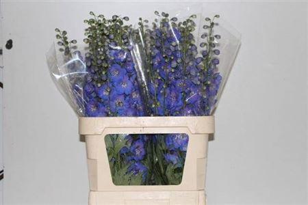 Delphinium Elatum Grp dubbelbloemig 'Delphi's Morninglight'