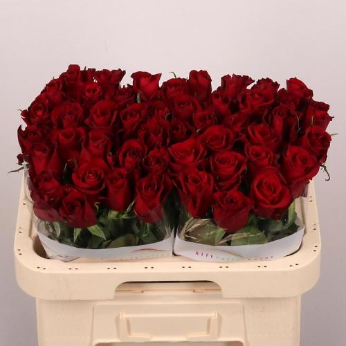 Rosa grootbloemig Ever Red