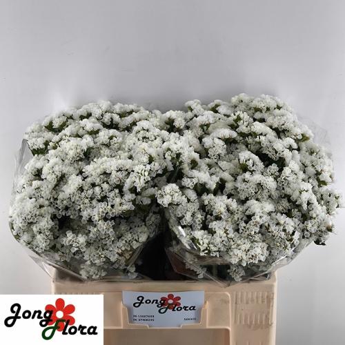 Limonium sinuatum White Starlight Wings