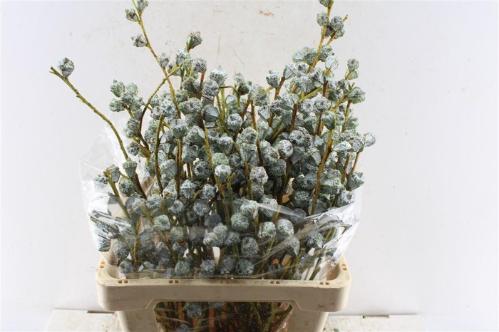 Eucalyptus per bos overig bloem