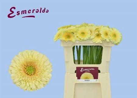 Gerbera mini 'Romily'