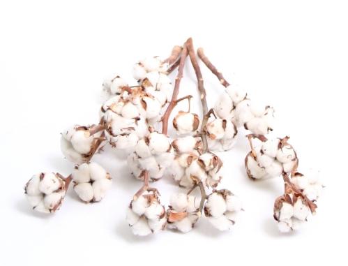 Gossypium hirsutum wit