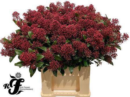 Skimmia per bos japonica 'Rubella'