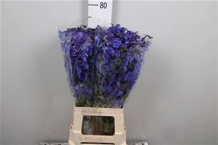 Delphinium Belladonna Grp enkelbloemig Donna