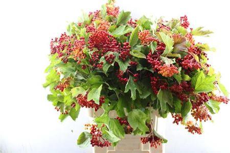 Viburnum per tak opulus 'Compactum'