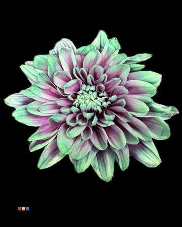 Chrysanthemum Indicum Grp tros kas kleurbehandeld H%